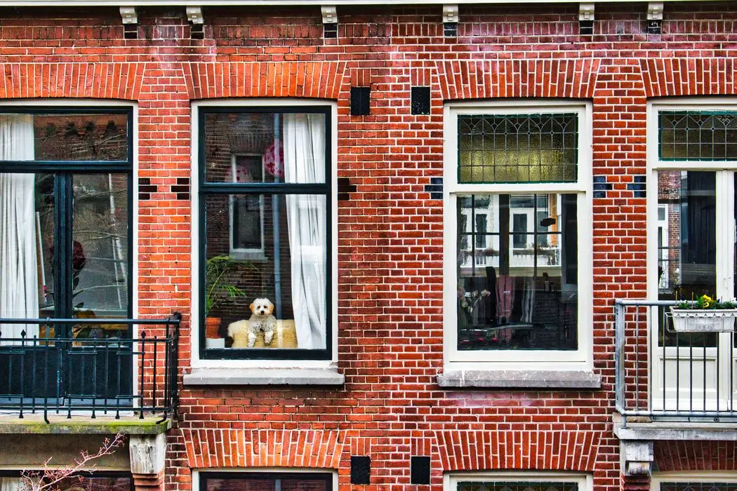 Façade de briques rouges à Amsterdam, un petit chien blanc à la fenêtre